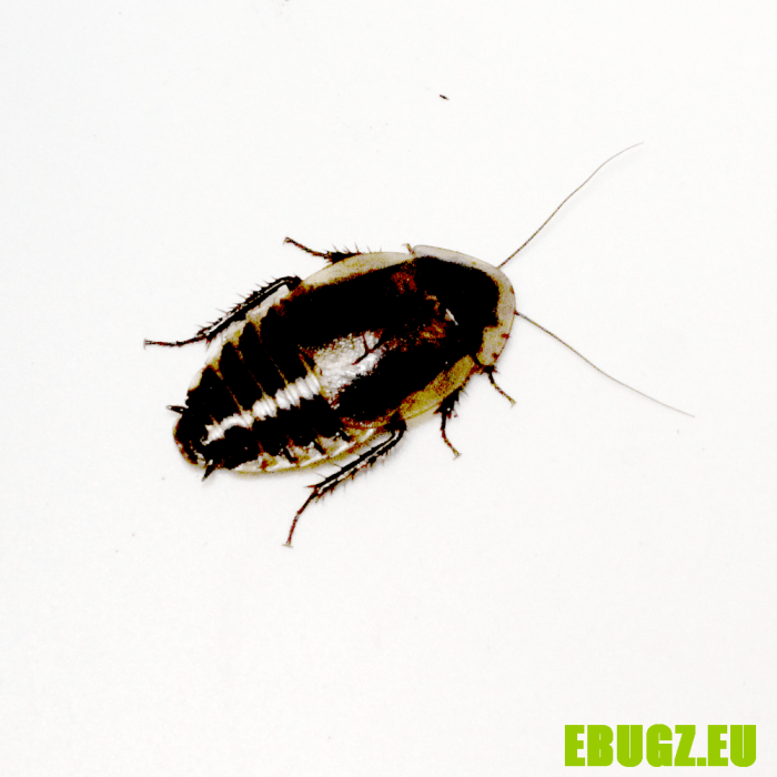 Byrsotria cabrerai
