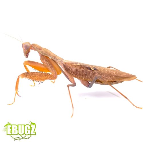 Sphodromantis lineola