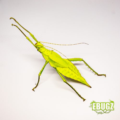 Heteropteryx dilatata