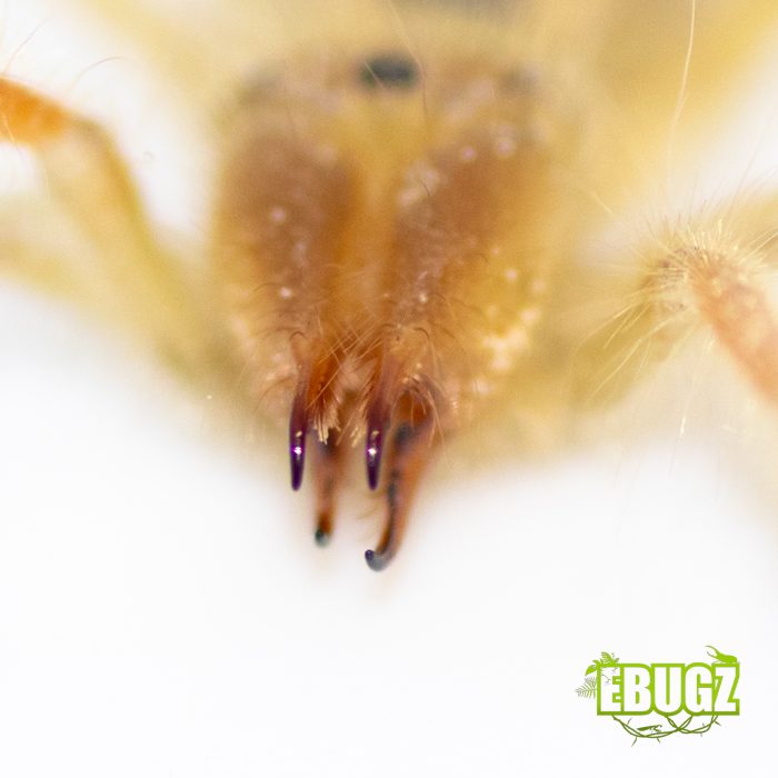 Paragaleodes palidus – Image 2