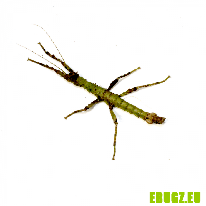 Paractatosoma moquerysi