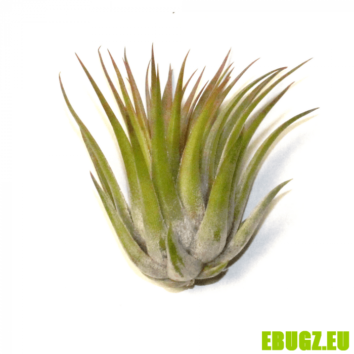 T. capitata peach