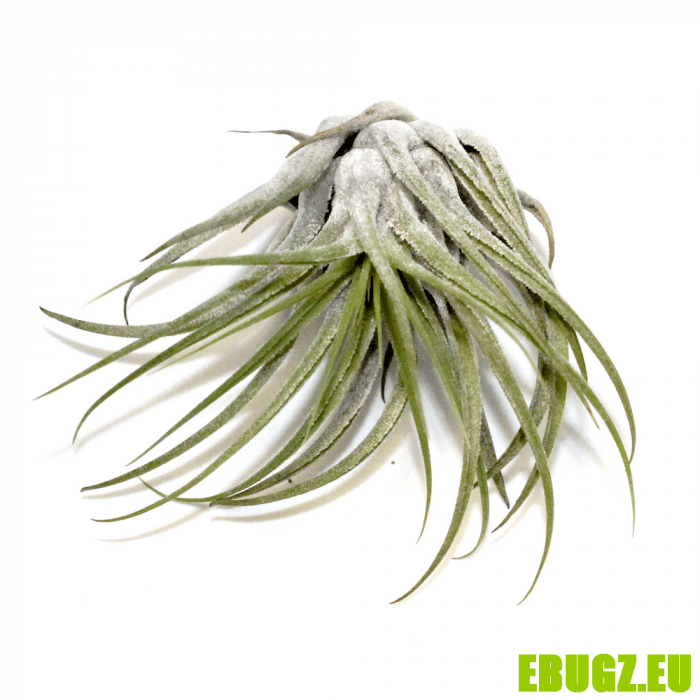 T.ionantha var. ionantha