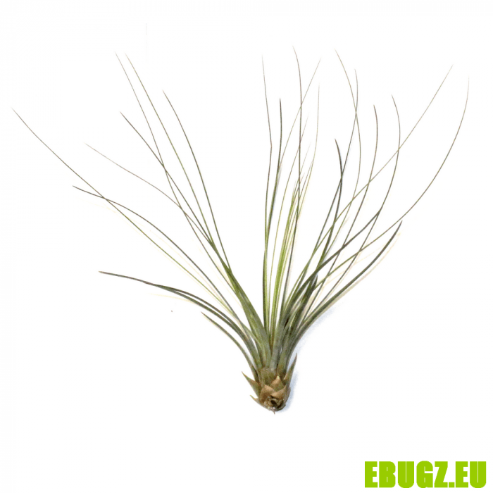 T. juncifolia
