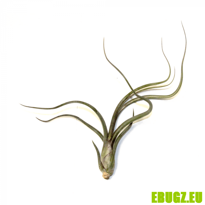 T. pseudobaileyi