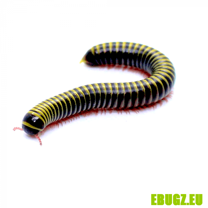 Anadenobolus monilicornis