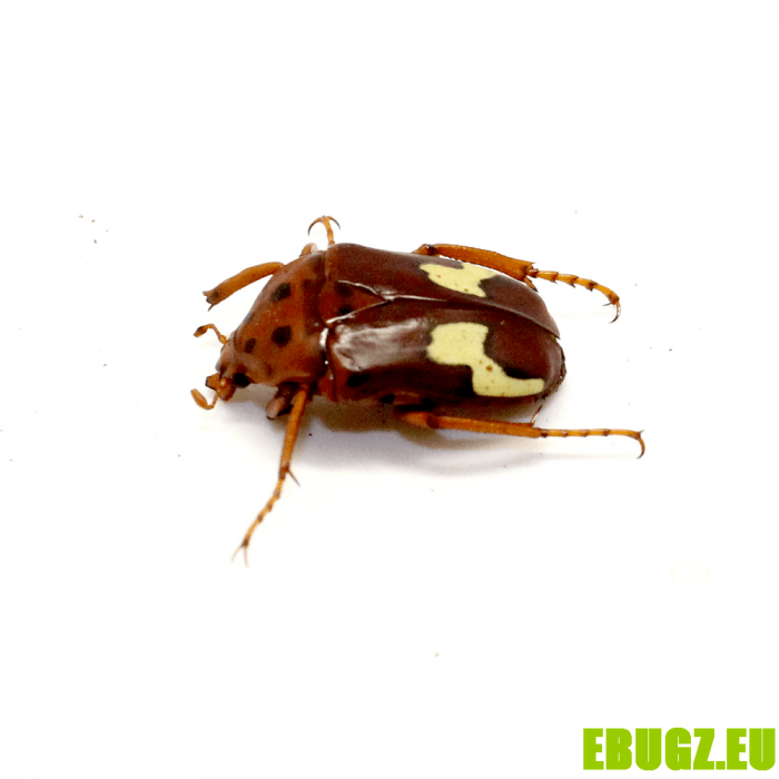 Anisorrhina flavomaculata