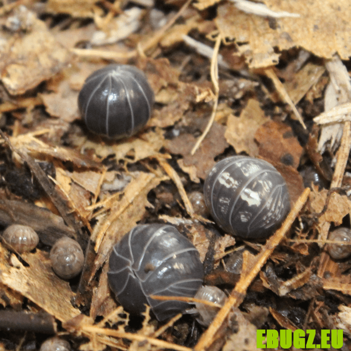 Armadillidium vulgare