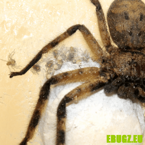 Barylestis cf scutatus