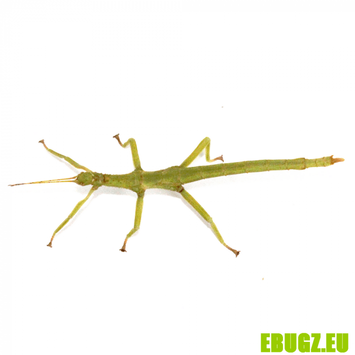 Diapherodes gigantea
