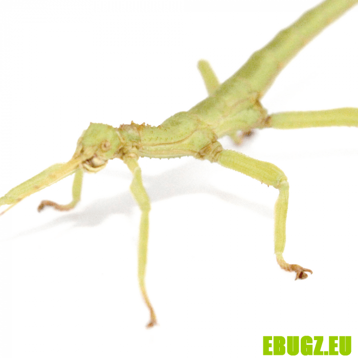 Diapherodes gigantea – Image 2