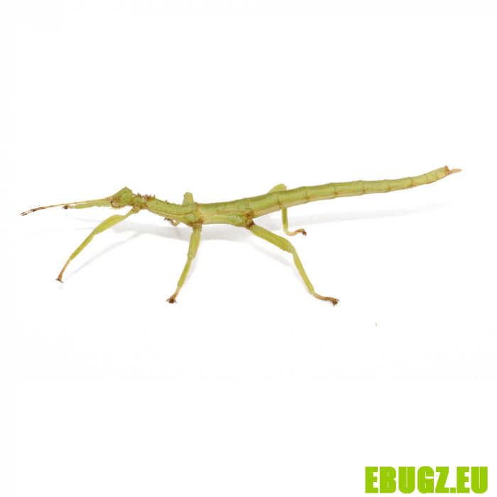 Diapherodes gigantea – Image 3