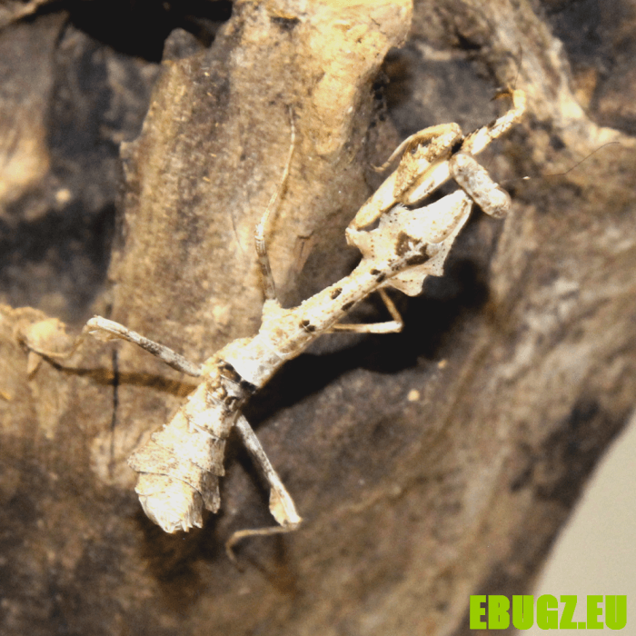 Deroplatys lobata