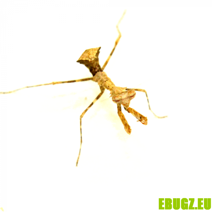 Deroplatys trigonodera