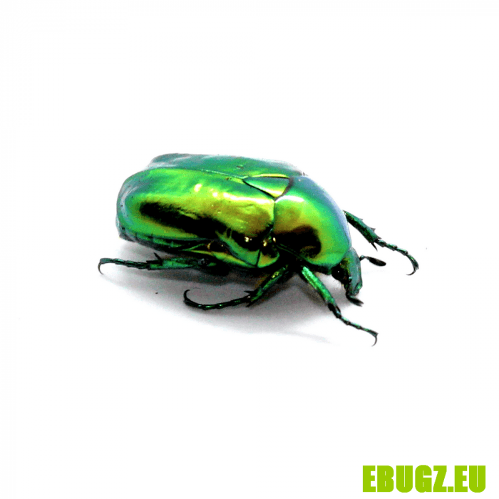 Cetonischema speciosissima