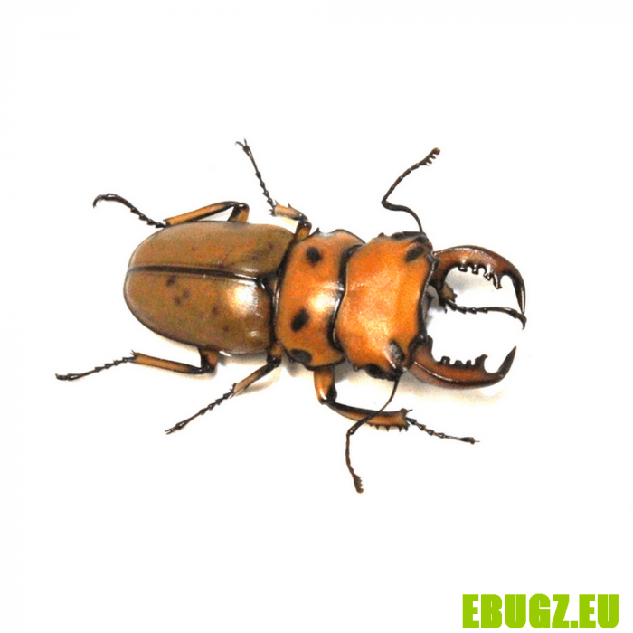 Homoderus mellyi