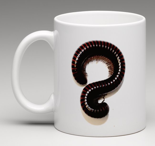 Myriapode 01