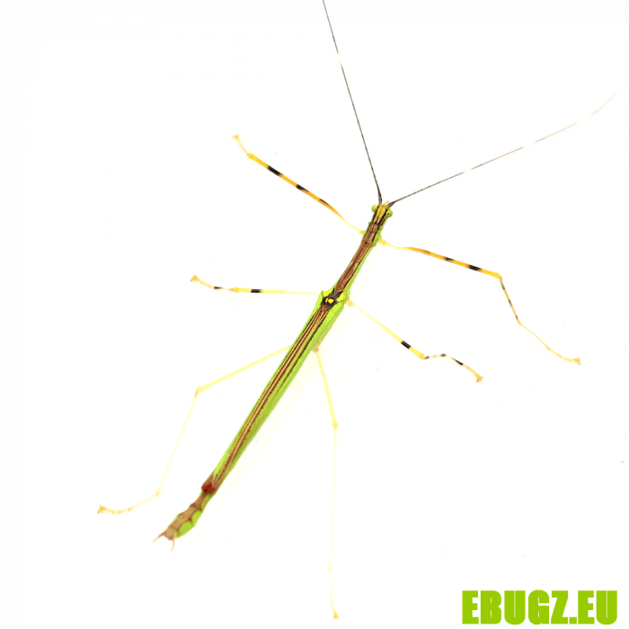 Necroscia annulipes
