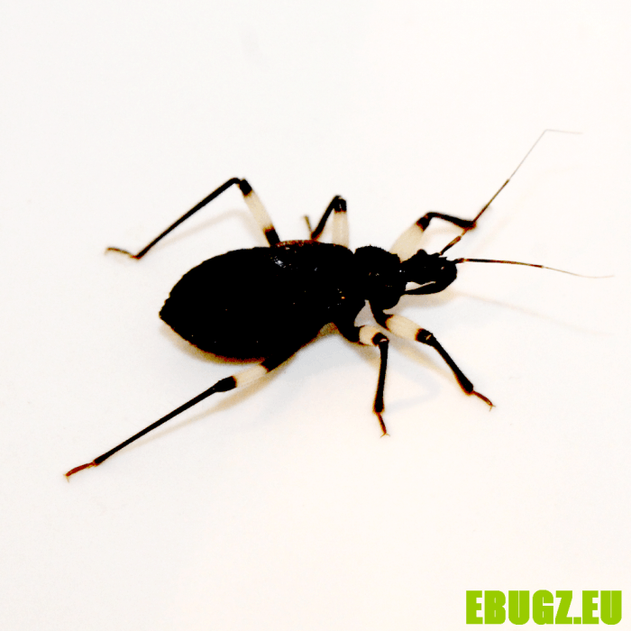 Platymeris Ghost