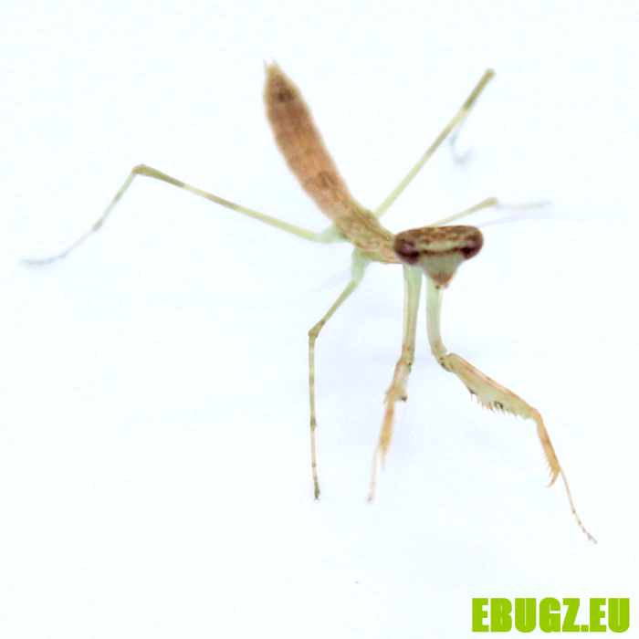 Polyspilota sp