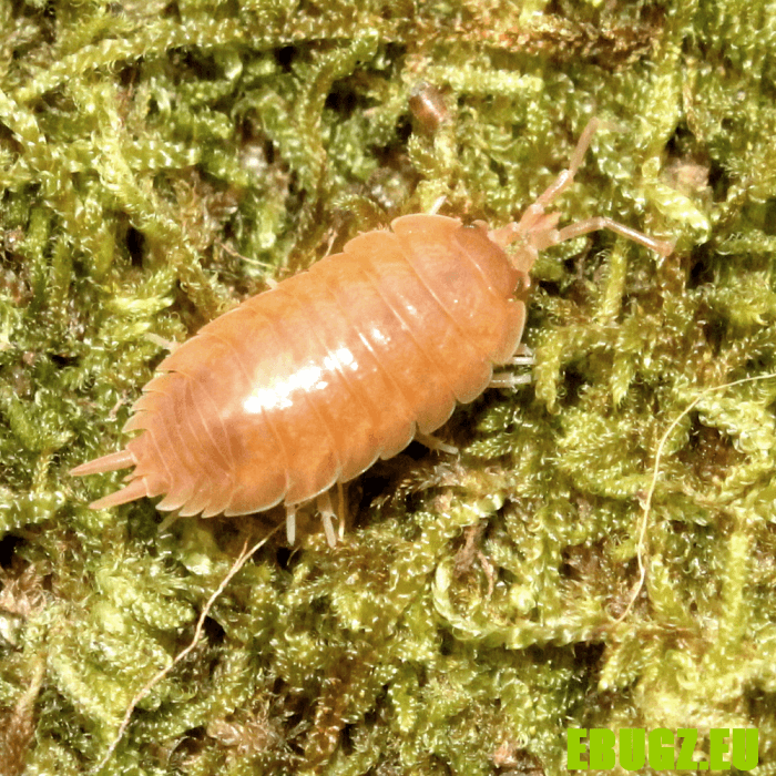 Porcellio laevis orange