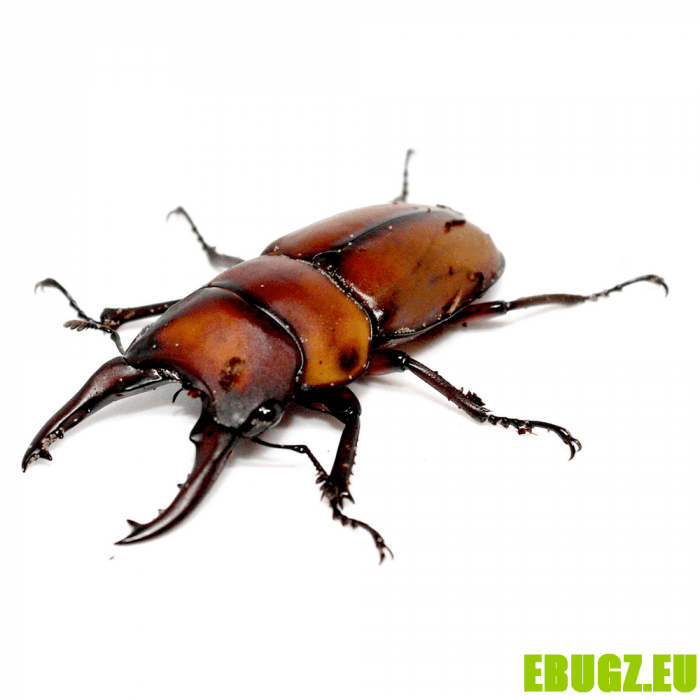 Prosopocoilus senegalensis