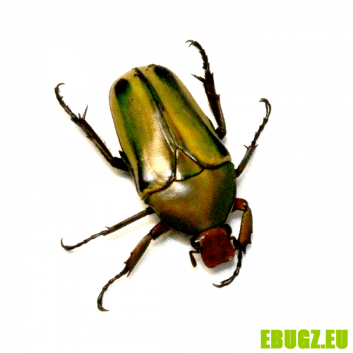 Eudicella hornimani