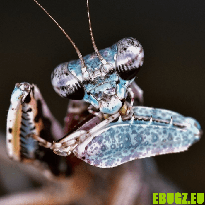 Theopompa cf. servillei – Image 2