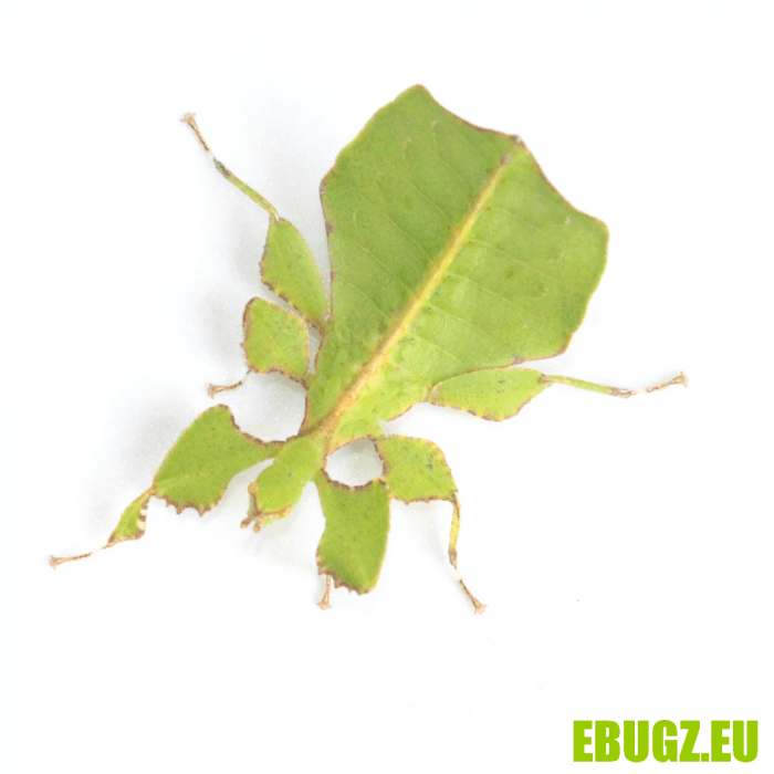 Phyllium ericoriai
