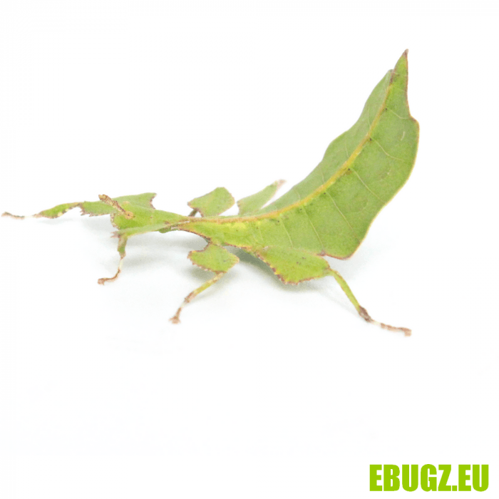 Phyllium ericoriai – Image 2