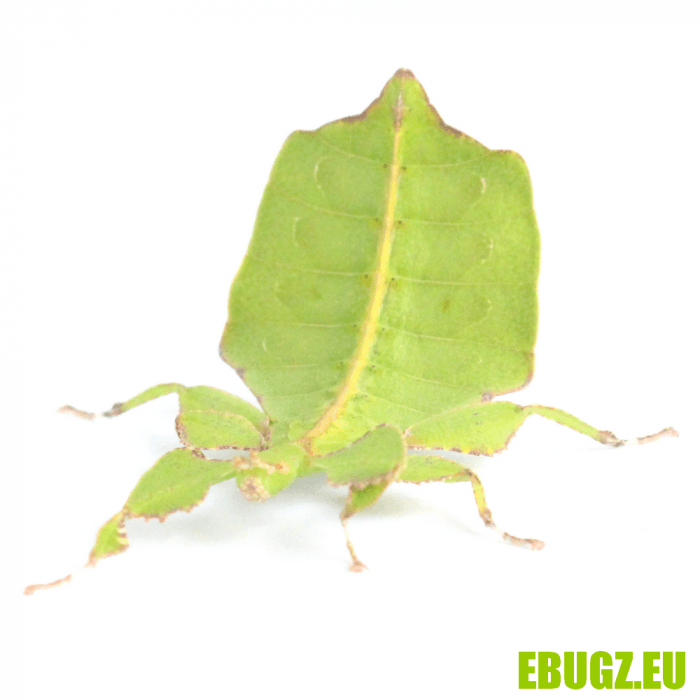 Phyllium ericoriai – Image 3