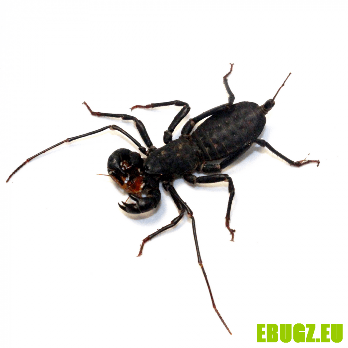 Typopeltis laurentianus
