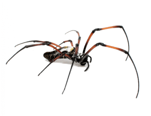 Trichonephila inaurata : le guide pour bien débuter