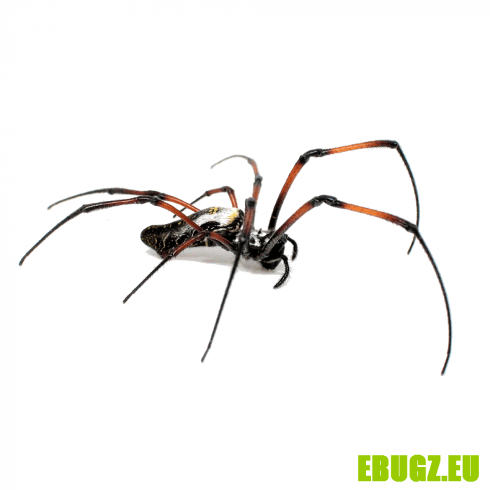 Trichonephila sp (Bénin)