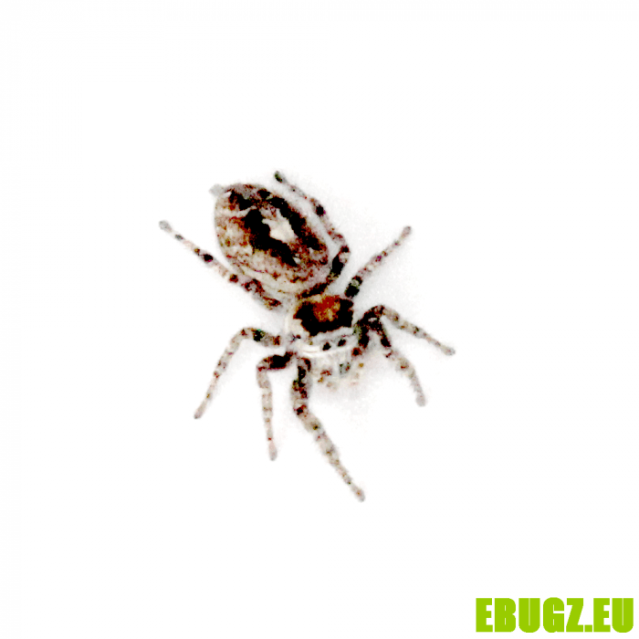 Phidippus comatus – Image 2