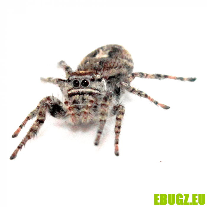 Phidippus comatus