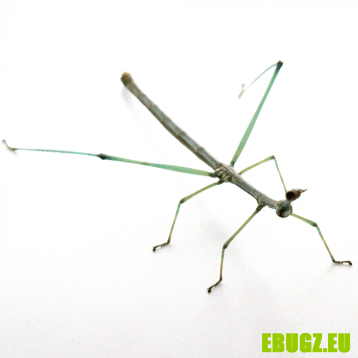 Proscopia scabra