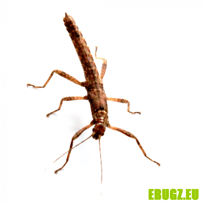 Eurycantha calcarata
