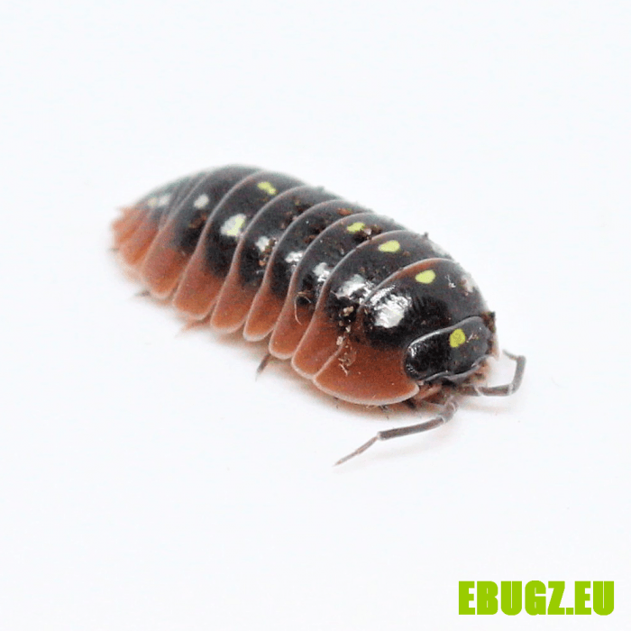 Armadillidium klugii