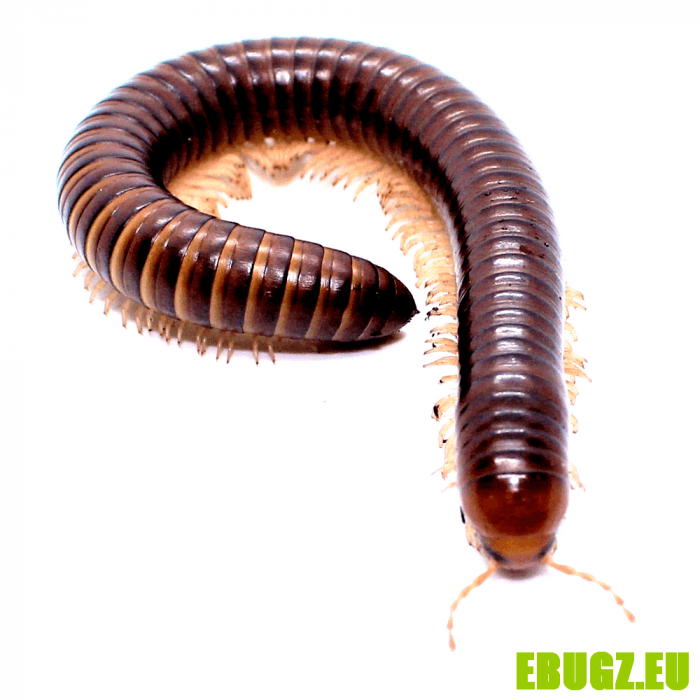 Doratogonus stylifer
