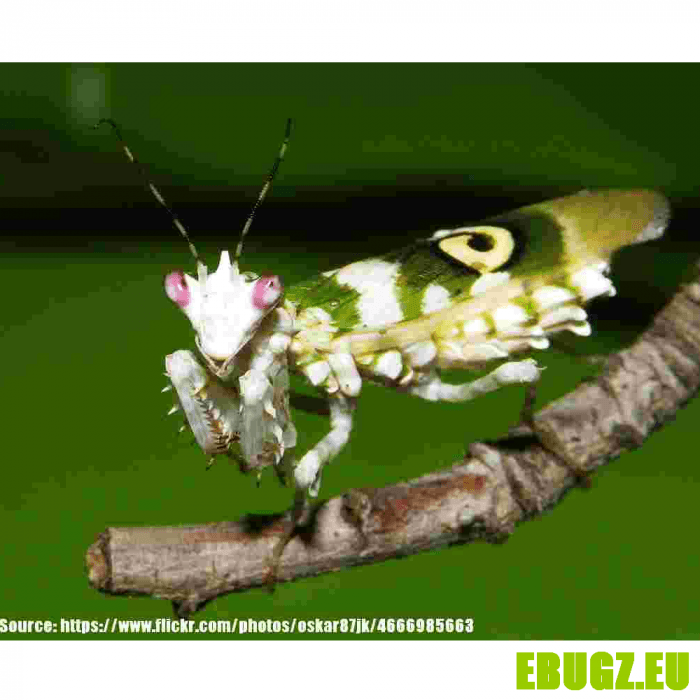 Pseudocreobotra ocellata