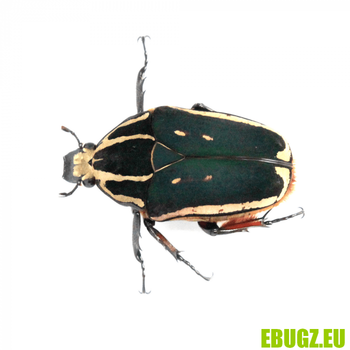 Mecynorhina torquata ugandensis (bleu-marron)