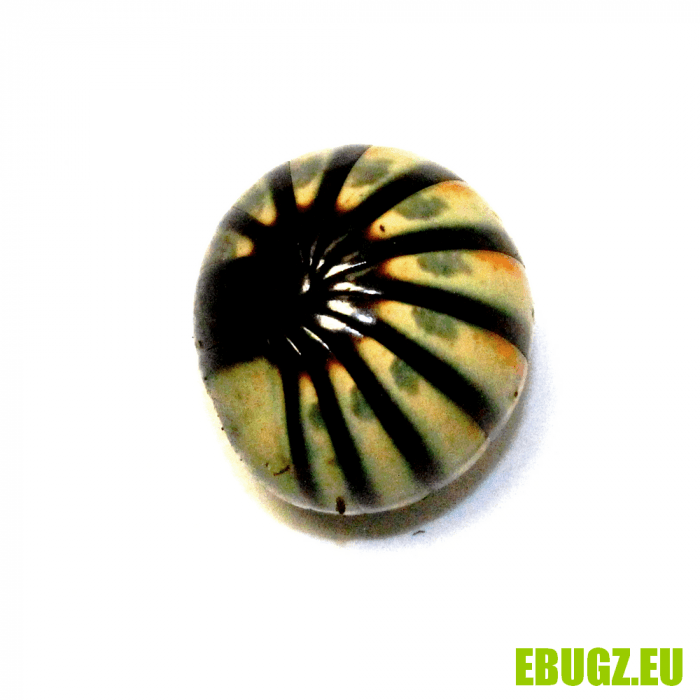 Zephronia sp