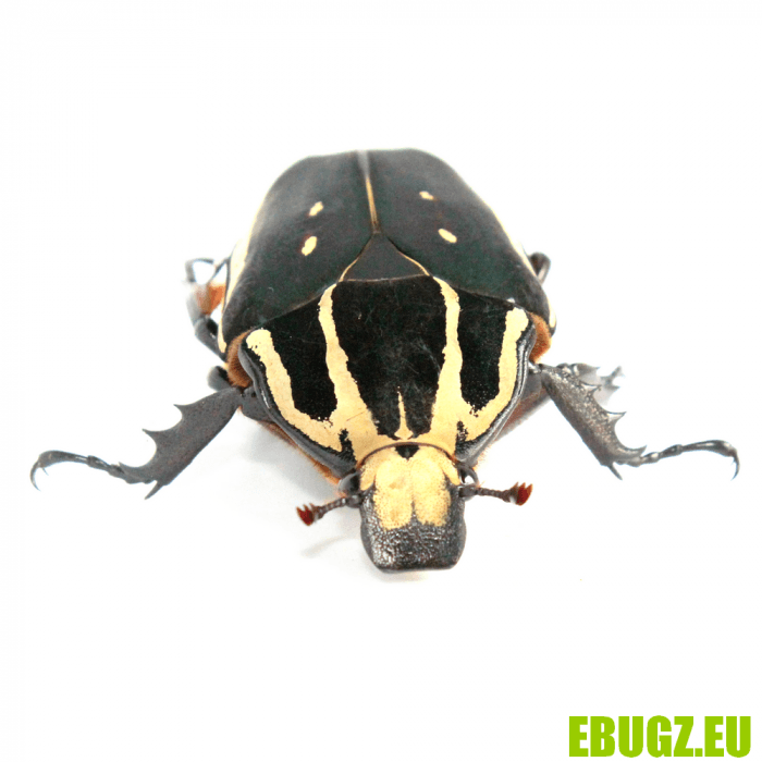 Mecynorhina torquata ugandensis (bleu-marron) – Image 2