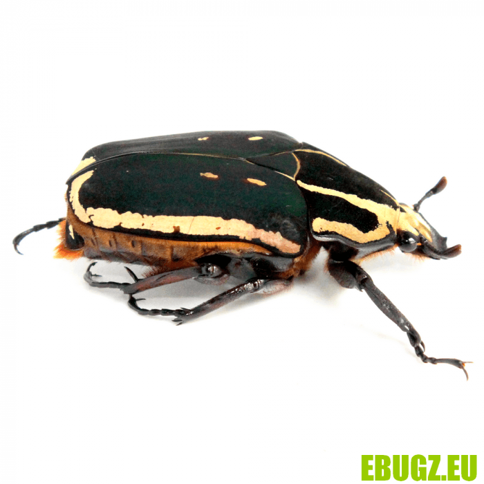 Mecynorhina torquata ugandensis (bleu-marron) – Image 3