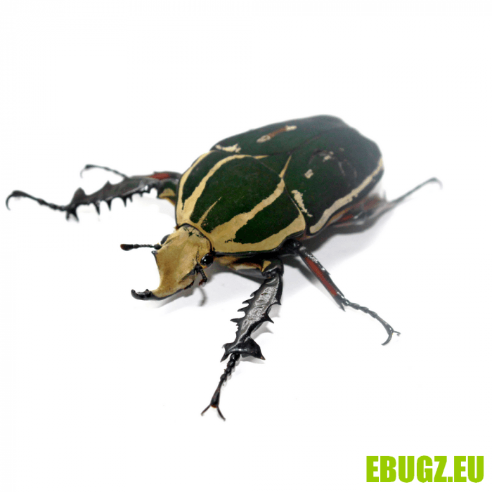 Mecynorhina torquata ugandensis (bleu-marron) – Image 4