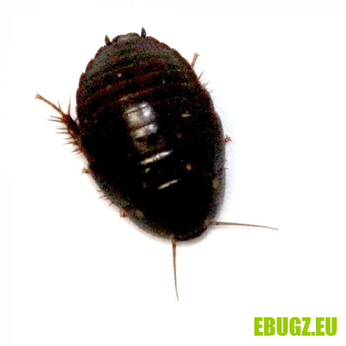 Gyna lurida centaurus