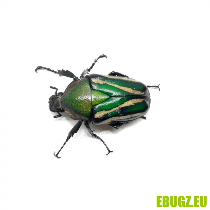 Dicronorhina derbyana layardi