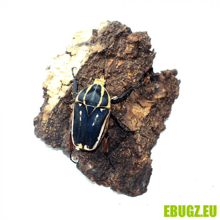 Mecynorhina torquata ugandensis bleu