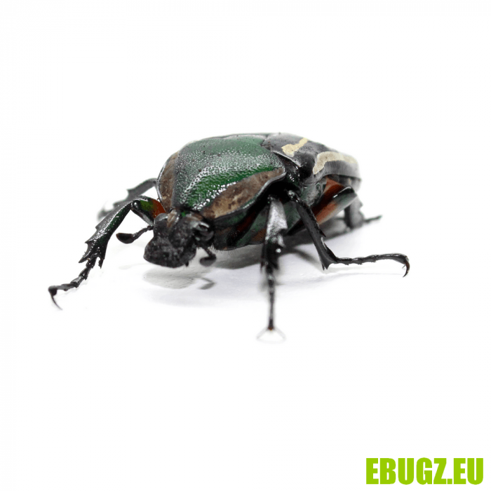 Dicronorhina derbyana layardi – Image 2
